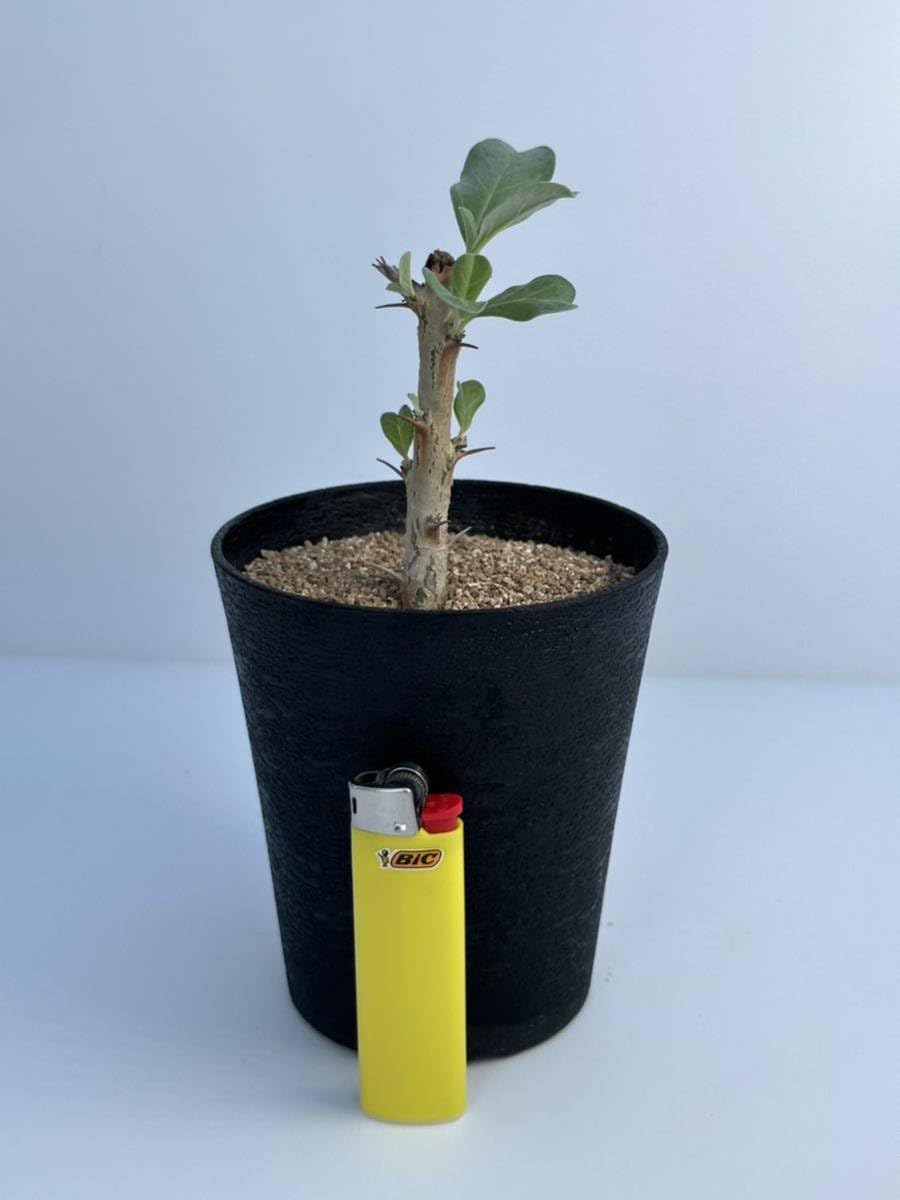 【現品】セサモタムナス ルガルディー　８号　大株　天狗のゴマすり　４T番 セサモタムナス ルガルディー 天狗のごますり Sesamothamnus